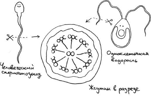 Иллюстрация к книге — Хлопок одной ладонью [i_019.jpg]