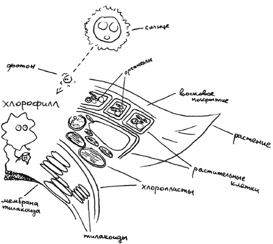 Иллюстрация к книге — Хлопок одной ладонью [i_028.jpg]