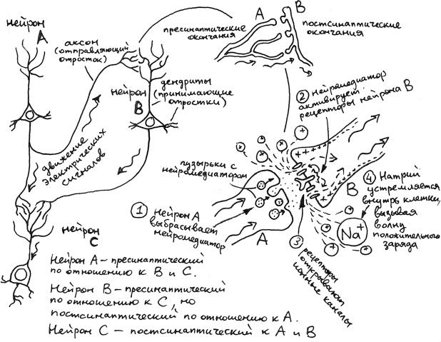 Иллюстрация к книге — Хлопок одной ладонью [i_099.jpg]
