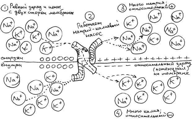 Иллюстрация к книге — Хлопок одной ладонью [i_101.jpg]