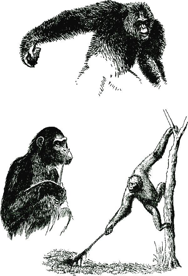 Иллюстрация к книге — В тени человека [i_010.jpg]