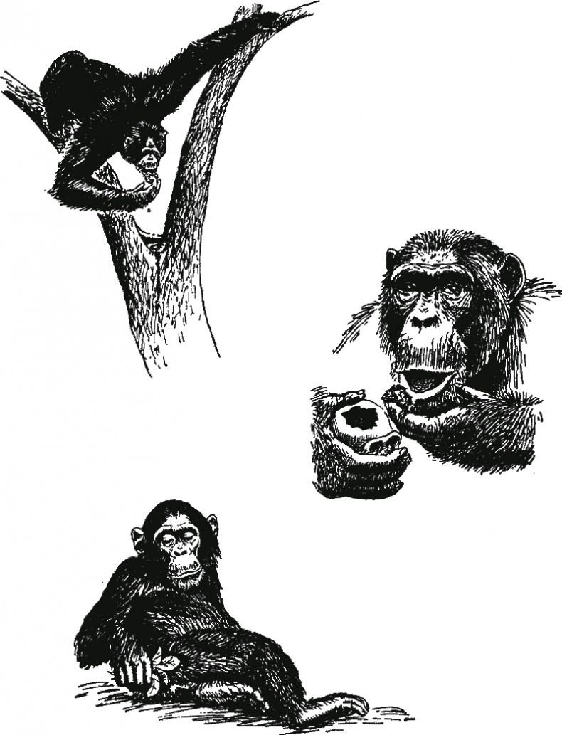 Иллюстрация к книге — В тени человека [i_012.jpg]