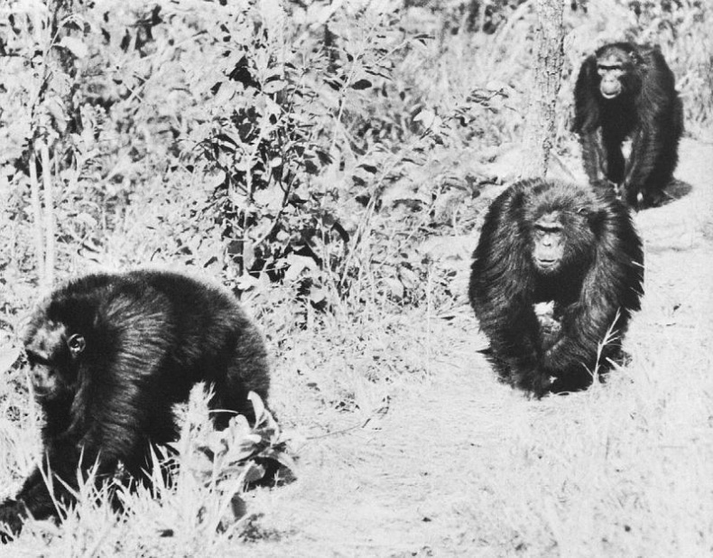 Иллюстрация к книге — В тени человека [i_020.jpg]