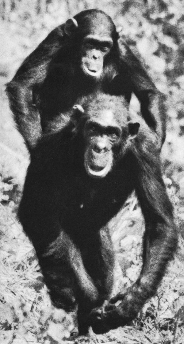 Иллюстрация к книге — В тени человека [i_027.jpg]