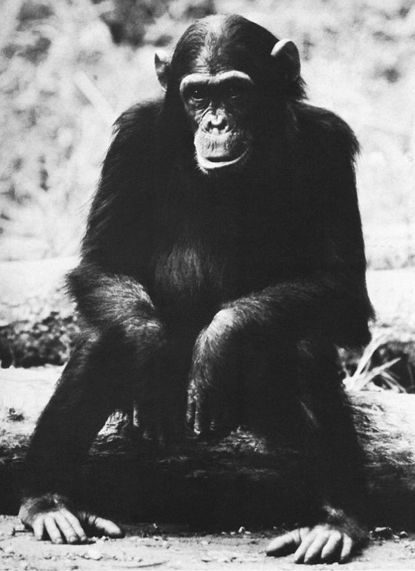 Иллюстрация к книге — В тени человека [i_028.jpg]