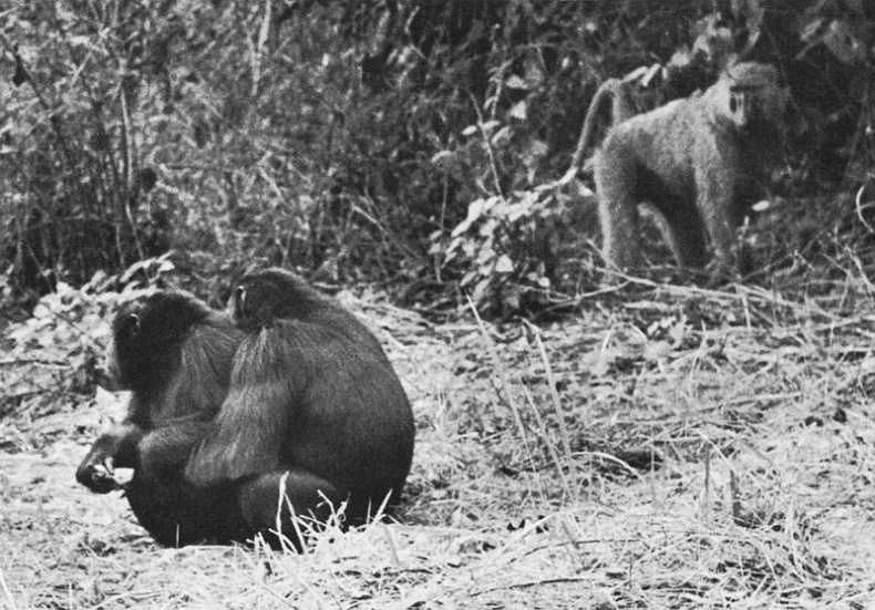 Иллюстрация к книге — В тени человека [i_032.jpg]