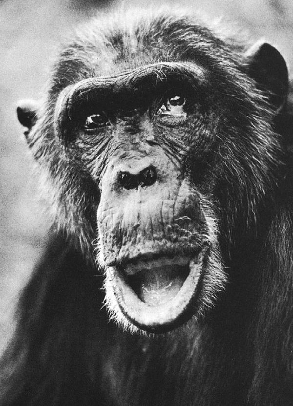 Иллюстрация к книге — В тени человека [i_036.jpg]