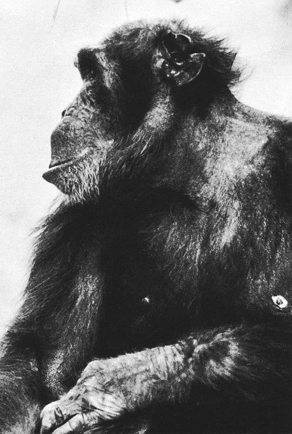 Иллюстрация к книге — В тени человека [i_040.jpg]