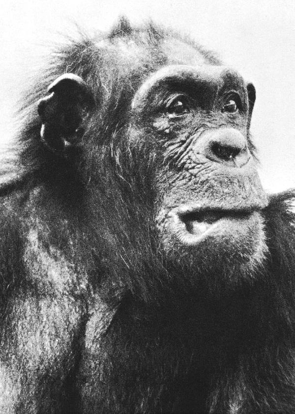 Иллюстрация к книге — В тени человека [i_042.jpg]