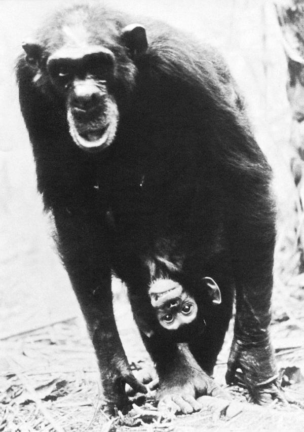 Иллюстрация к книге — В тени человека [i_044.jpg]