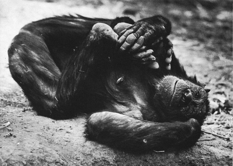 Иллюстрация к книге — В тени человека [i_045.jpg]