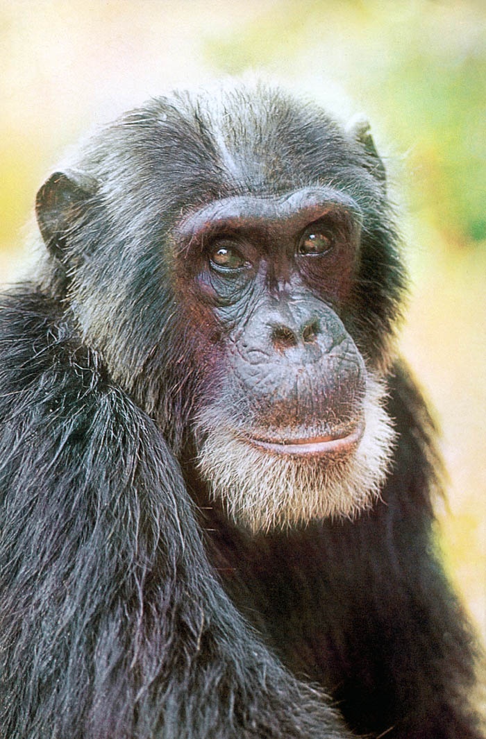 Иллюстрация к книге — В тени человека [i_051.jpg]