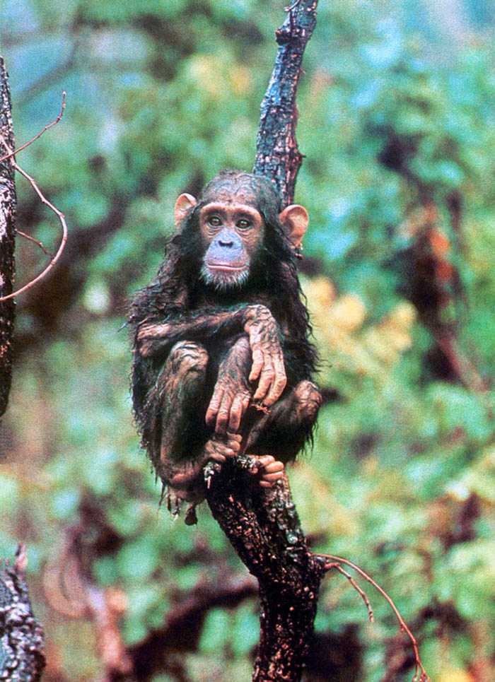 Иллюстрация к книге — В тени человека [i_054.jpg]