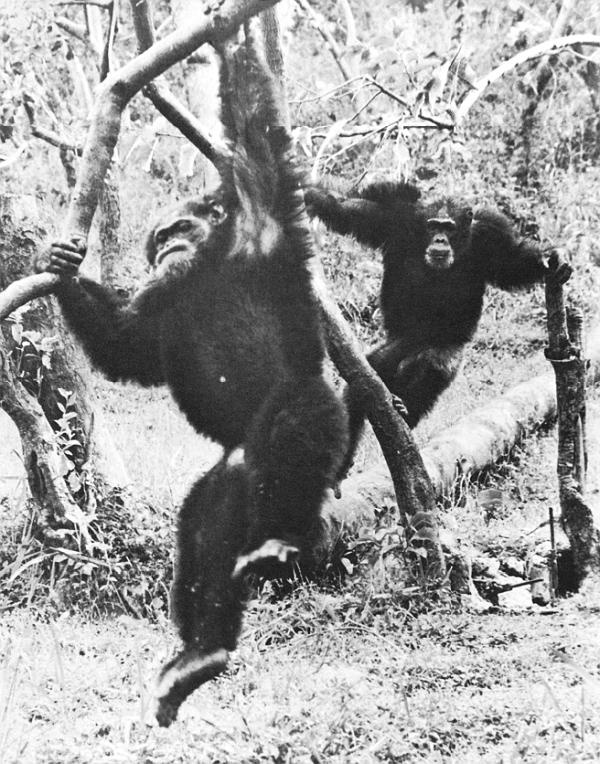 Иллюстрация к книге — В тени человека [i_060.jpg]