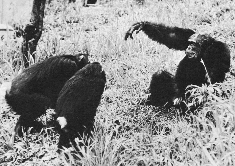 Иллюстрация к книге — В тени человека [i_062.jpg]