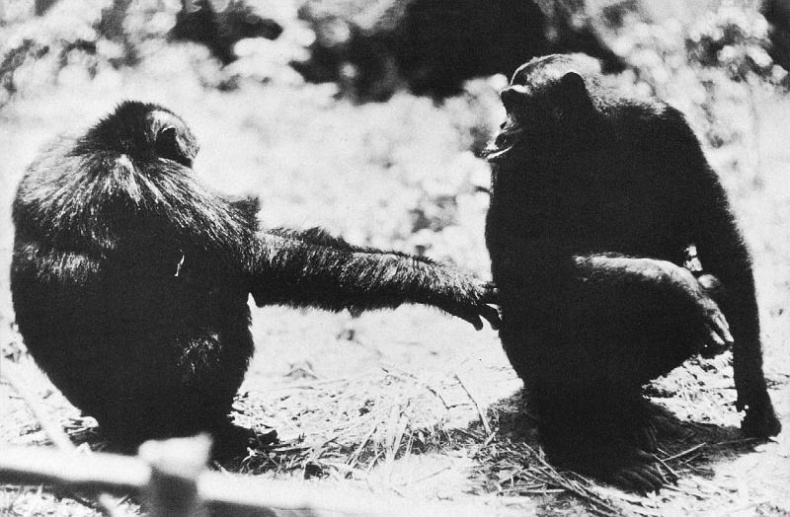 Иллюстрация к книге — В тени человека [i_064.jpg]