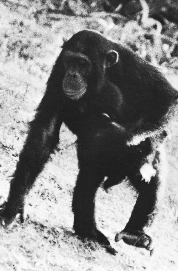 Иллюстрация к книге — В тени человека [i_067.jpg]