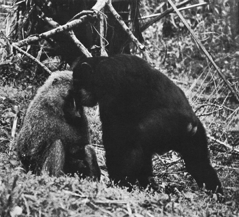 Иллюстрация к книге — В тени человека [i_070.jpg]