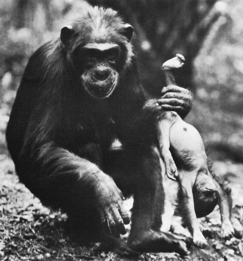 Иллюстрация к книге — В тени человека [i_071.jpg]