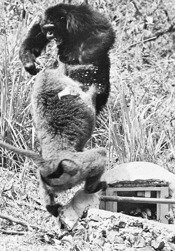 Иллюстрация к книге — В тени человека [i_073.jpg]