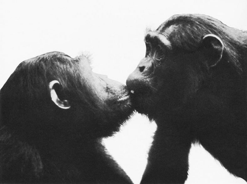 Иллюстрация к книге — В тени человека [i_078.jpg]