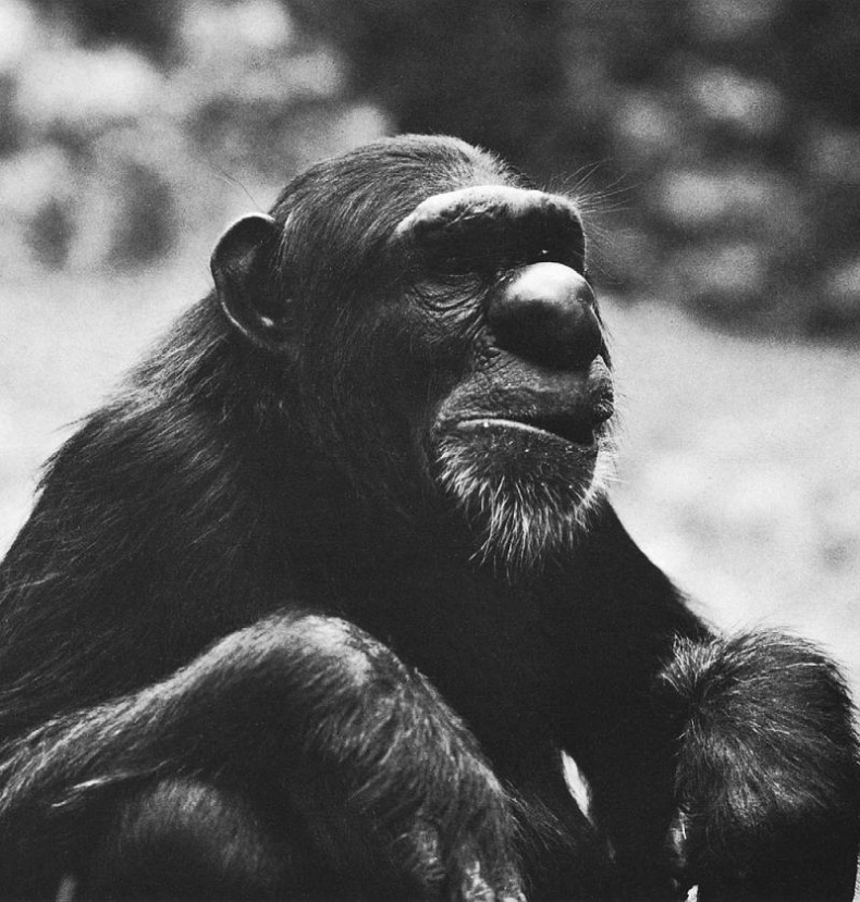 Иллюстрация к книге — В тени человека [i_084.jpg]