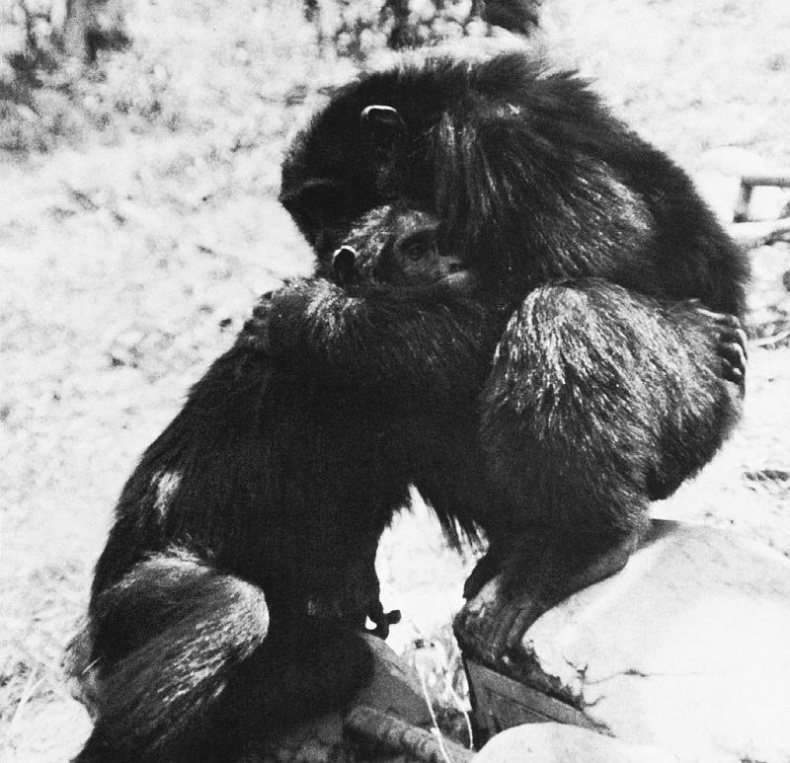 Иллюстрация к книге — В тени человека [i_085.jpg]