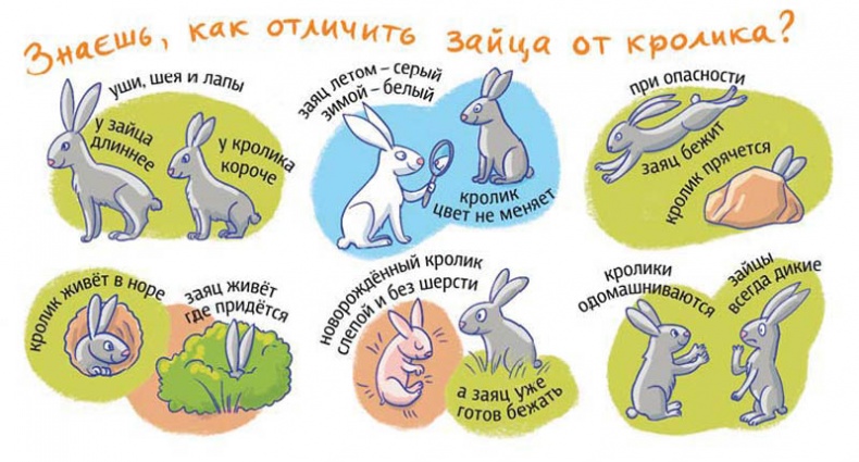 Иллюстрация к книге — Вам коза не нужна? Коза Фрося и путешествие с приключениями [i_067.jpg]