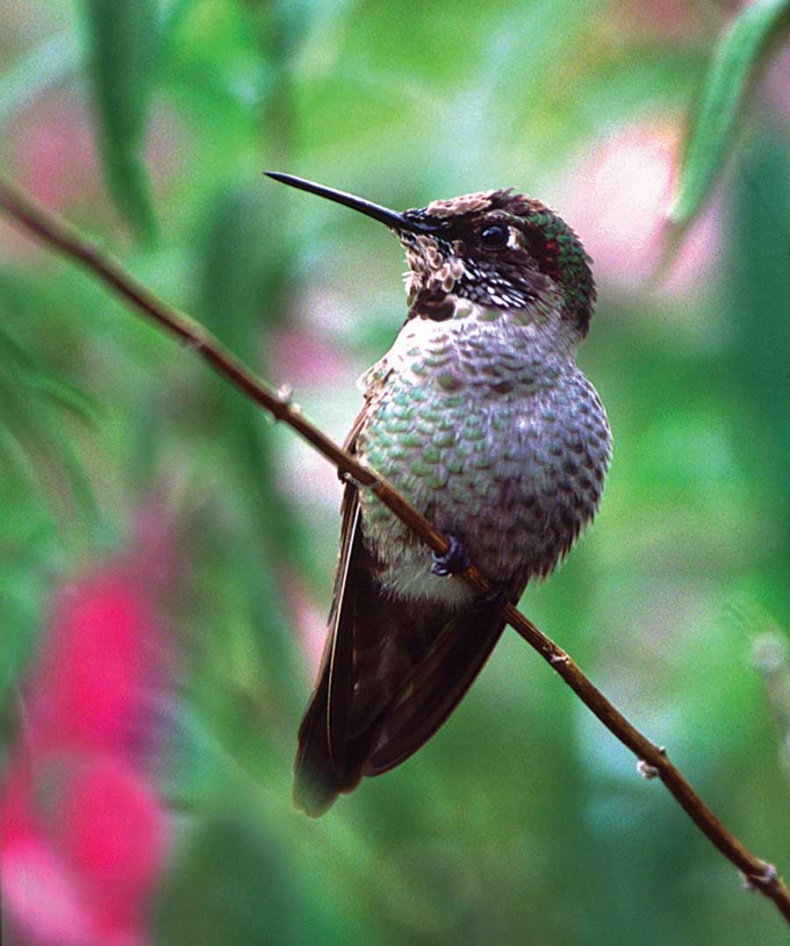 Иллюстрация к книге — Фотография. Искусство обмана [i_010.jpg]