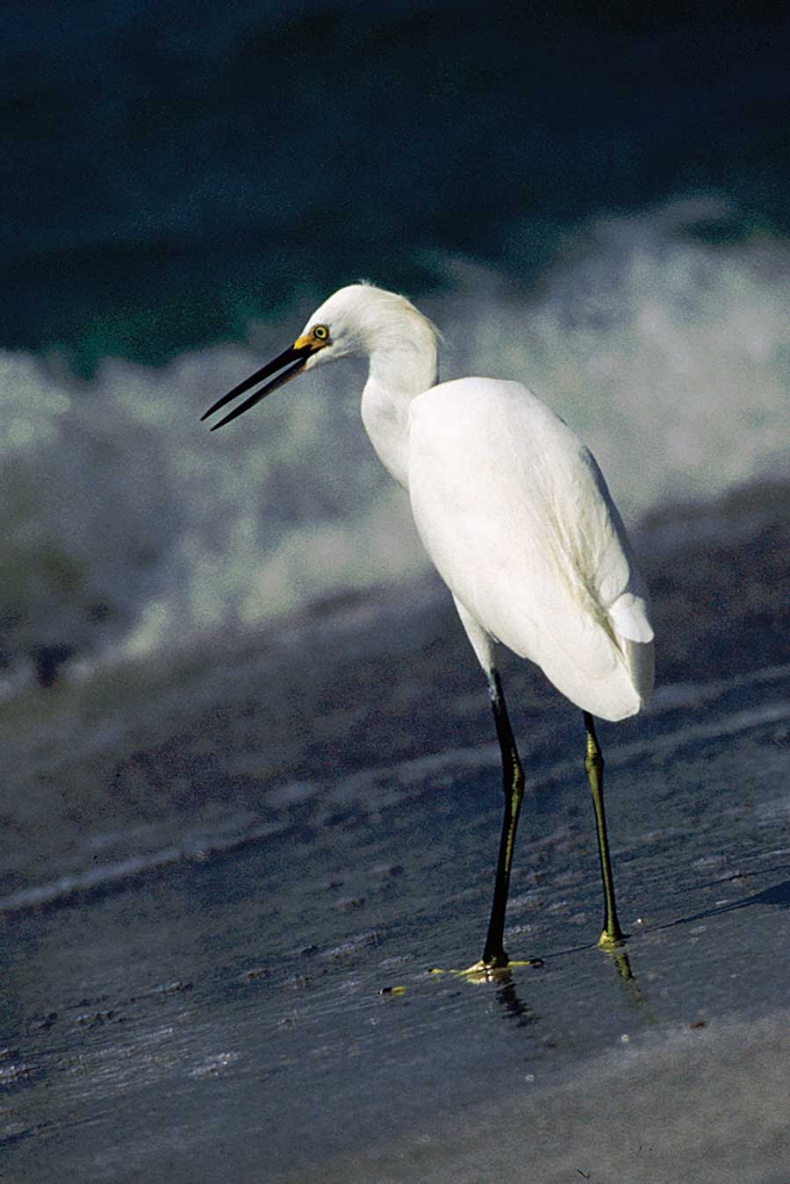 Иллюстрация к книге — Фотография. Искусство обмана [i_063.jpg]