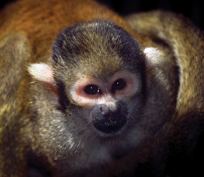 Иллюстрация к книге — Фотография. Искусство обмана [i_099.jpg]