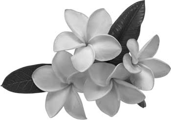 Иллюстрация к книге — Пленник богини любви [i_002.jpg]