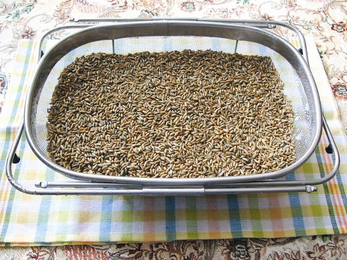 Иллюстрация к книге — кЛИБЕ. Конец иллюзии стадной безопасности [_05_zernopromyt.jpg]