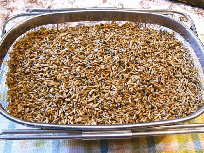 Иллюстрация к книге — кЛИБЕ. Конец иллюзии стадной безопасности [_08_zernaprorosli.jpg]