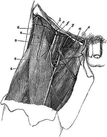 Иллюстрация к книге — Не жилец! История медицины в увлекательных заметках [i_001.jpg]