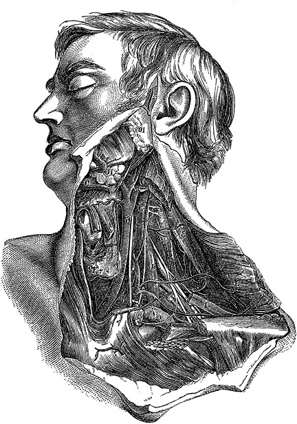 Иллюстрация к книге — Не жилец! История медицины в увлекательных заметках [i_002.jpg]