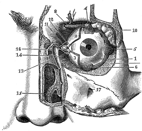 Иллюстрация к книге — Не жилец! История медицины в увлекательных заметках [i_003.jpg]