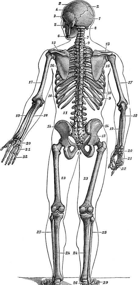 Иллюстрация к книге — Не жилец! История медицины в увлекательных заметках [i_007.jpg]