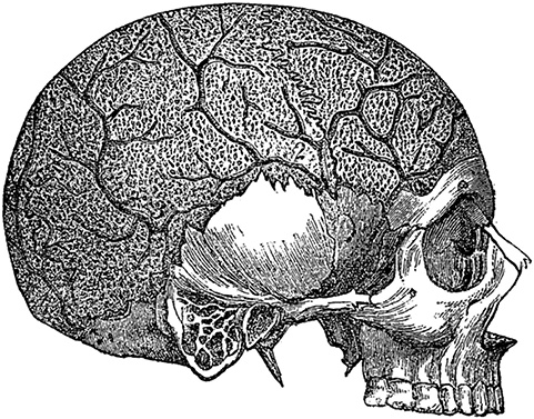 Иллюстрация к книге — Не жилец! История медицины в увлекательных заметках [i_009.jpg]