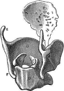 Иллюстрация к книге — Не жилец! История медицины в увлекательных заметках [i_021.jpg]