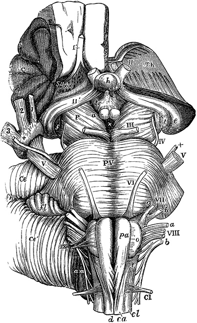 Иллюстрация к книге — Не жилец! История медицины в увлекательных заметках [i_023.jpg]