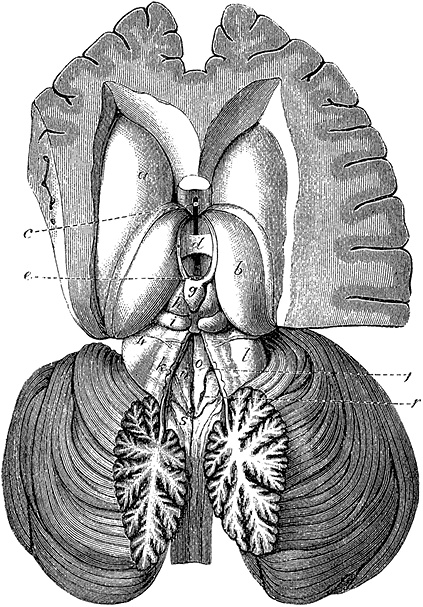 Иллюстрация к книге — Не жилец! История медицины в увлекательных заметках [i_025.jpg]
