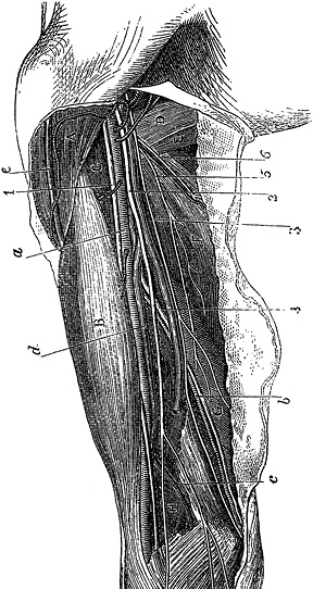 Иллюстрация к книге — Не жилец! История медицины в увлекательных заметках [i_029.jpg]