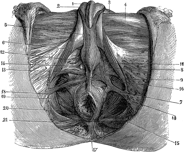 Иллюстрация к книге — Не жилец! История медицины в увлекательных заметках [i_030.jpg]