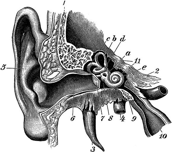 Иллюстрация к книге — Не жилец! История медицины в увлекательных заметках [i_033.jpg]