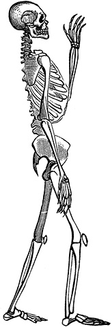 Иллюстрация к книге — Не жилец! История медицины в увлекательных заметках [i_039.jpg]