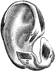 Иллюстрация к книге — Не жилец! История медицины в увлекательных заметках [i_043.jpg]