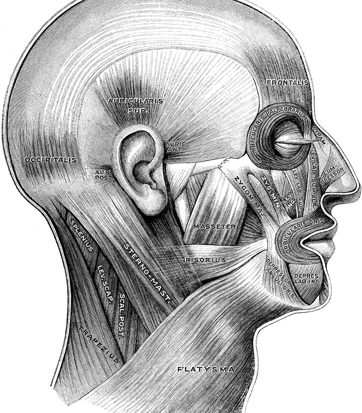 Иллюстрация к книге — Не жилец! История медицины в увлекательных заметках [i_047.jpg]
