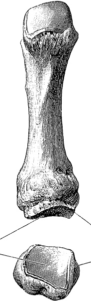 Иллюстрация к книге — Не жилец! История медицины в увлекательных заметках [i_054.jpg]