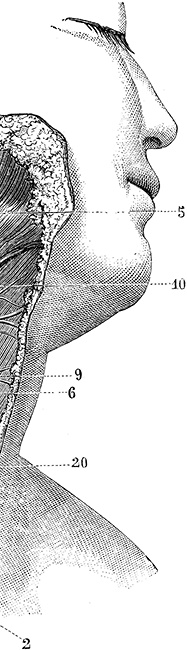 Иллюстрация к книге — Не жилец! История медицины в увлекательных заметках [i_059.jpg]